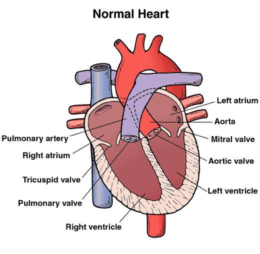 normal heart